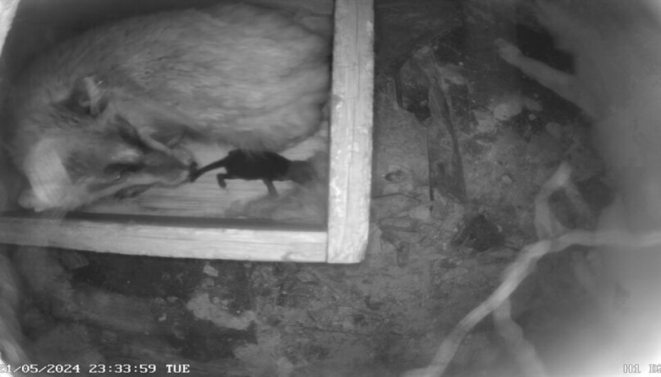 Fjellrevfødsel minutt for minutt