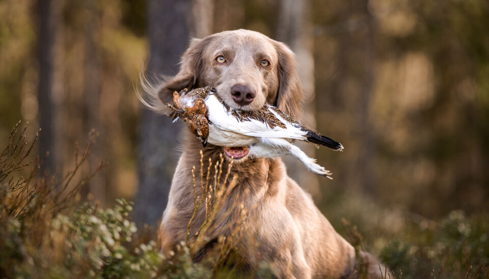 Weimaraner Weimaraneren er en stående fuglehund, og god til både rypejakt og sporarbeid.