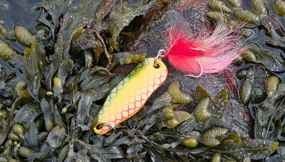 Alle bør ha en krabbeimitasjon i slukskrinet. Vekt avbildet sluk: 35 g. Alle bør ha en krabbeimitasjon i slukskrinet. Vekt avbildet sluk: 35 g. Denne sluken er grønn og rød på sidene med en sterk gulfarge i midten.