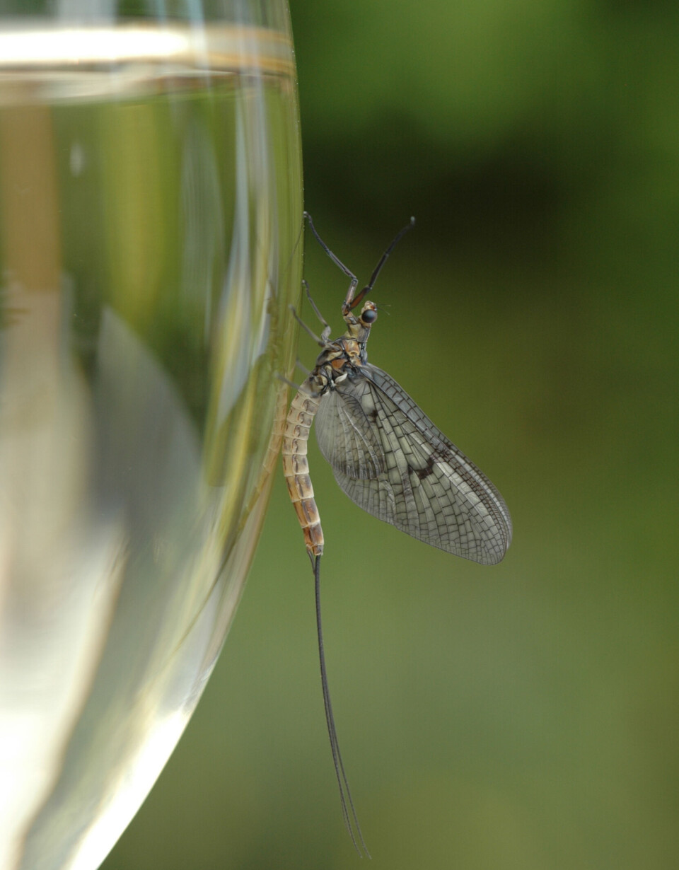 Her ser vi en Mayfly som sitter på et vinglass, her skal det fiskes ørret i Frankrike! Her ser vi en Mayfly som sitter på et vinglass, her skal det fiskes ørret i Frankrike!