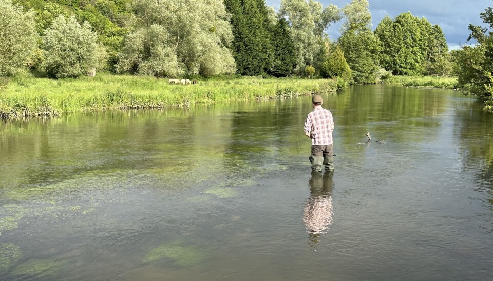 Terje Harangen fisker Frankrikes mest berømte kalkelv: La Risle. Terje Harangen fisker Frankrikes mest berømte kalkelv: La Risle.
