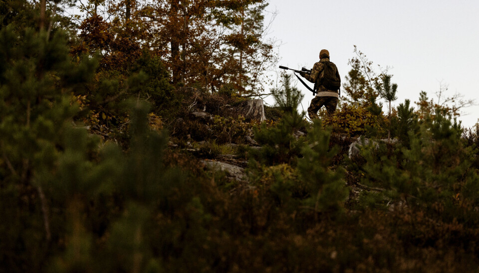 Når storbukken som har trykket i buskaset 20-30 meter unna legger på sprang, løper Ole Tommy etter i håp om å få en skuddsjanse. Når storbukken som har trykket i buskaset 20-30 meter unna legger på sprang, løper Ole Tommy etter i håp om å få en skuddsjanse.
