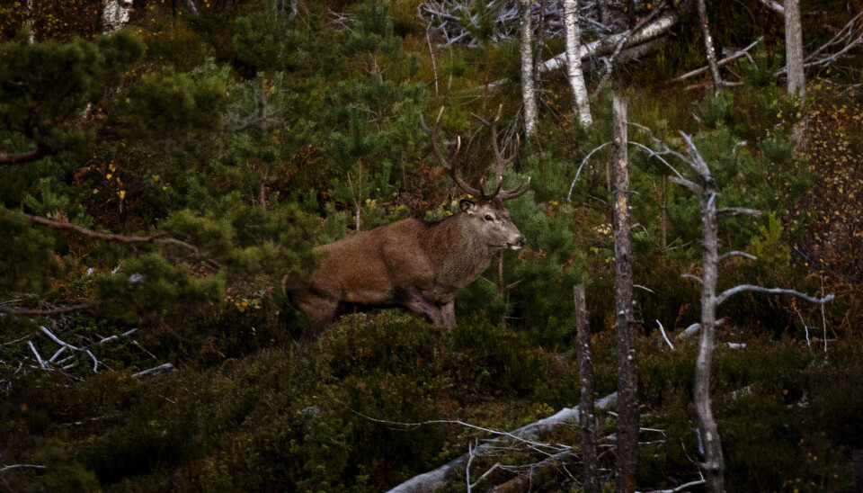 - Bukkene er ofte lette å komme på talefot med under brunsten. Roper du, får du svar, og de kommer gjerne for å sjekke, forteller Ole Tommy. - Bukkene er ofte lette å komme på talefot med under brunsten. Roper du, får du svar, og de kommer gjerne for å sjekke, forteller Ole Tommy.