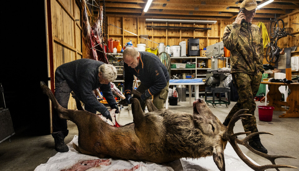 Etter å ha slept ut bukken, gjøres dyret opp i låven til faren, Geir Moe, der gårsdagens bytte allerede henger henger til modning. Etter å ha slept ut bukken, gjøres dyret opp i låven til faren, Geir Moe, der gårsdagens bytte allerede henger henger til modning.