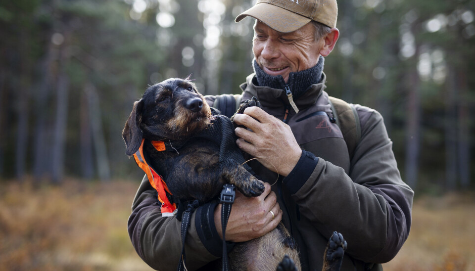 Når det kommer til eget oppdrett av dachs, er godt søk og interesse for hjort viktige kriterier i avlsmaterialet. I fortsettelsen handler det svært mye om preging. Når det kommer til eget oppdrett av dachs, er godt søk og interesse for hjort viktige kriterier i avlsmaterialet. I fortsettelsen handler det svært mye om preging.
