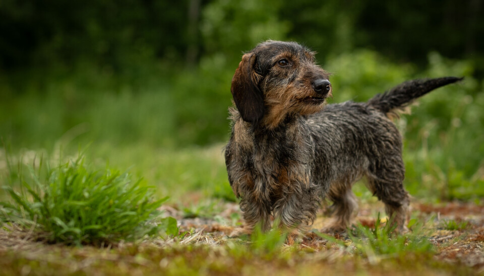Lurer du på hvilken kortbeint drivende hund du bør velge til jakta? Lurer du på hvilken kortbeint drivende hund du bør velge til jakta? Svaret avhenger mye av hvilke egenskaper hos hunden som passer deg og din jaktform best.