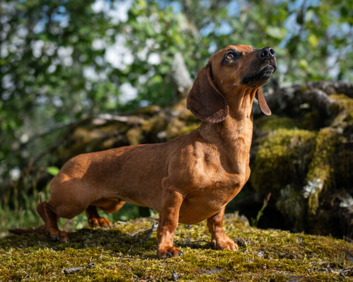 En dachs, her en korthåret variant, egner seg gjerne bedre til et mindre terreng enn en beagel eller drever. En dachs, her en korthåret variant, egner seg gjerne bedre til et mindre terreng enn en beagel eller drever.