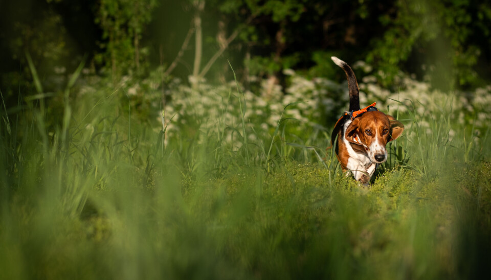 Basset artesien normand omtales ofte som den edleste av de franske bassetene. I denne raseartikkelen, som er en del av vår rasevelger, kan du lese deg opp på denne jakthundens egenskaper og opphav. Bildet viser en artesien normand som løper mot kamera.