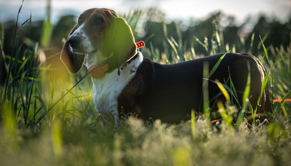 En basset artesien normand er en saktedrivende hund. Det kan bidra til at rådyret holder seg lenger i terrenget. En basset artesien normand i profil.
