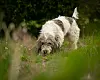 En petit basset griffon vendeen som snuser.