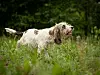 Bildet viser en petit basset griffon vendeen.