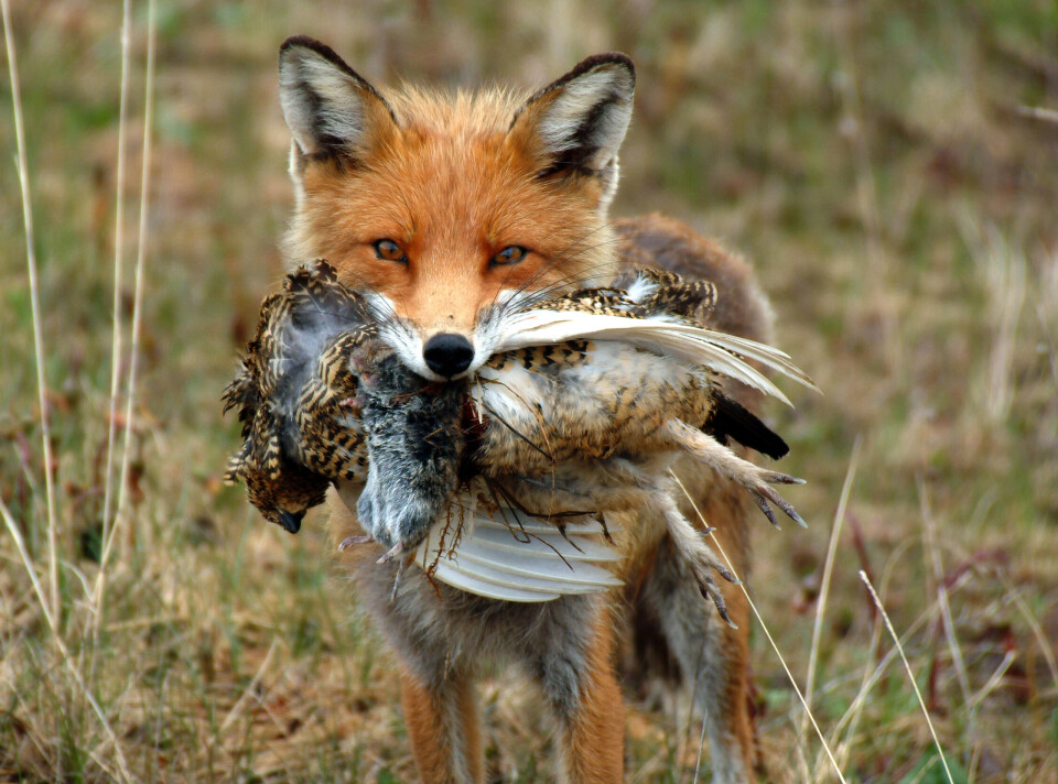 – Blåbær er bare blåbær for ryper og smågnagere