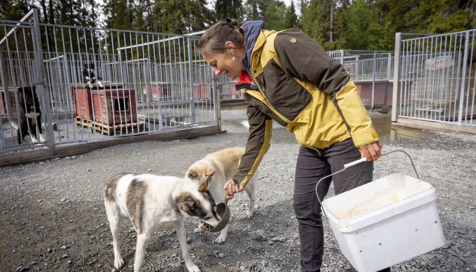 Sammen med samboer Susana driver Marit Beate kennelen Vinterdans, med 16 løpshunder og like mange unghunder og valper. Her med Sherpa og Gypsy. Marit Beate Kasin med alaskahusky Sherpa og Gypsy.