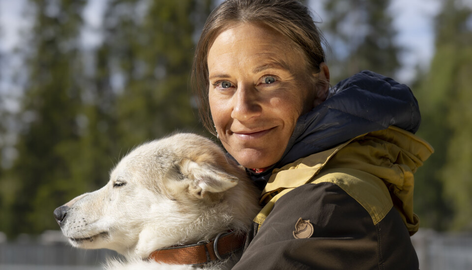 – Hundekjøring er en utrolig fin måte å være i naturen på. Jeg kjører 20-30 mil i uka, er ute flere døgn i strekk, til alle årstider, forteller Kasin. Her med alaskahusky Gypsy. Marit Beate kasin med alaskahusky Gypsy