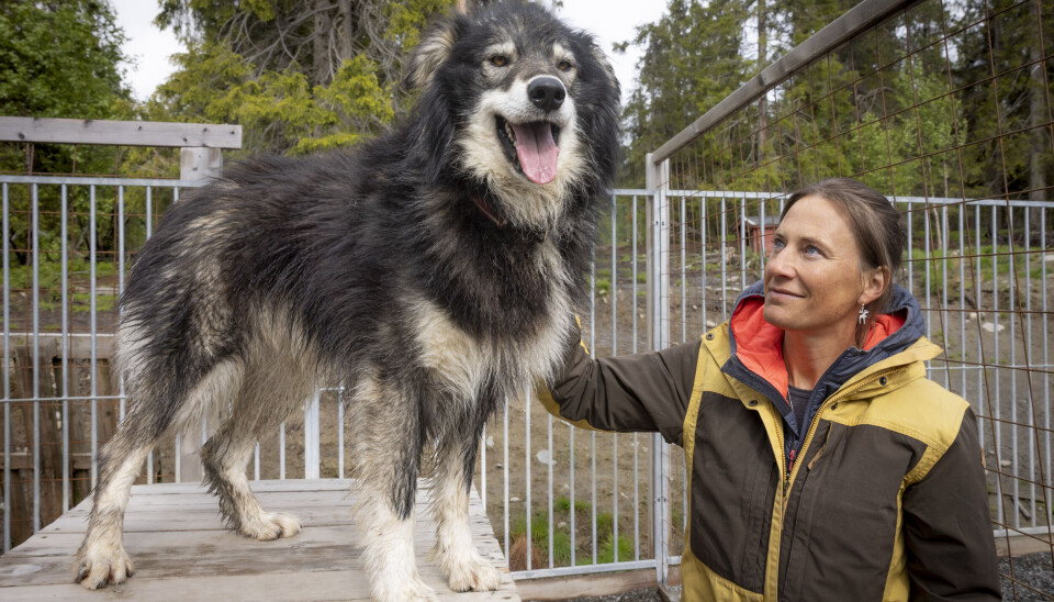 Kasin snakker mye om å oppleve naturen gjennom hundene. – Jeg har alltid hatt en tanke om å være en del av naturen, ikke bare være på besøk, sier hun. Her med alaskahusky Nord. Marit Beate Kasin og alaskahusky Nord