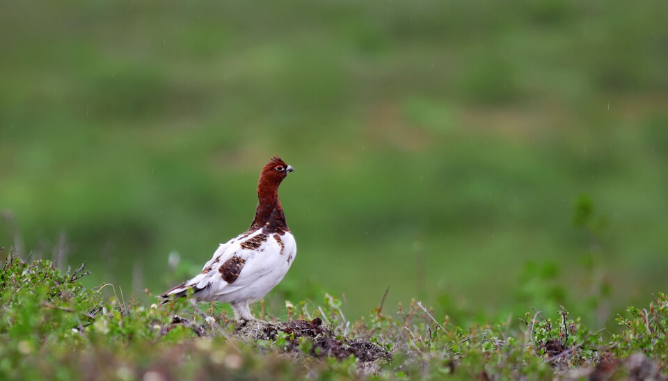 – Godt nytt med rekordlave fellingstall