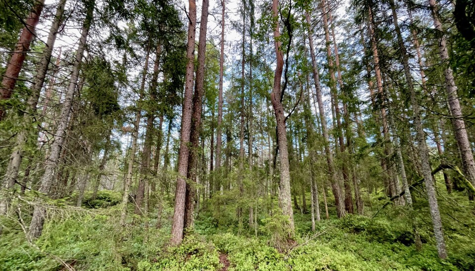 Elgens sommerbeite i den eldre skogen i Østfold gjaldt skog som ikke tidligere var flatehogd, med blåbærlyng av god kvalitet. Gammel barskog med blåbærlyng