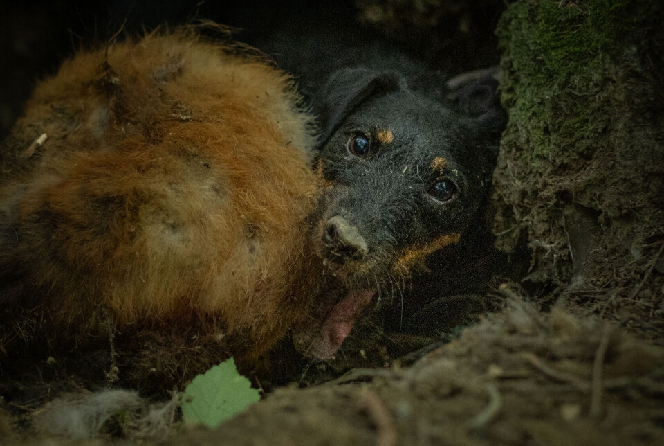 Tysk jaktterrier Tysk jaktterrier på revejakt.