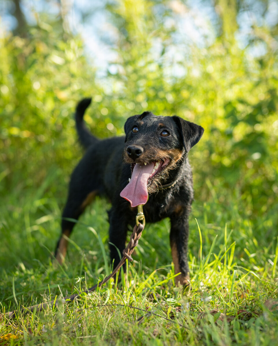 Tysk jaktterrier Tysk jaktterrier.