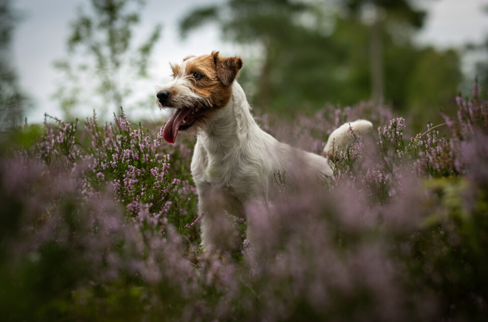 Jack russell terrier kan brukes ved hijakt.