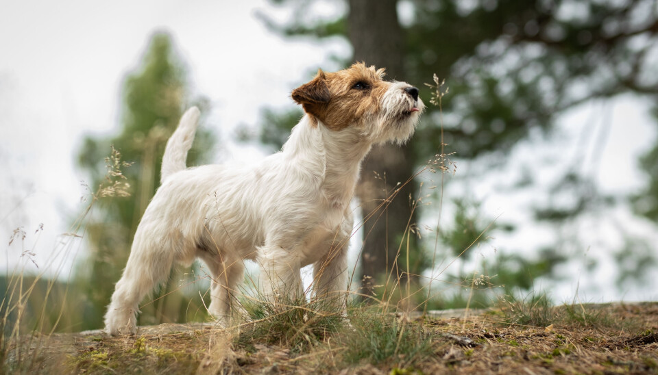 Jack russel terrier Jack russel terrier til jakt.