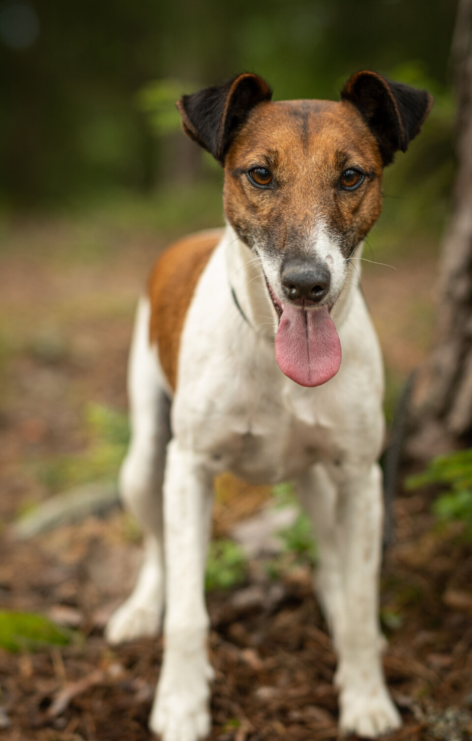 Glatthåret fox terrier Glatthåret fox terrier er en liten jakthund med mange egenskaper.