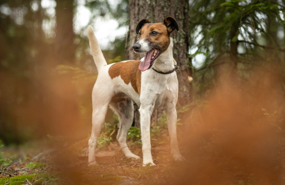 Glatthåret fox terrier Glatthåret fox terrier er en god hund til jakt på rev.
