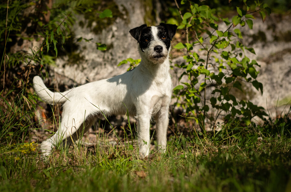 Jakt med parson russell terrier.