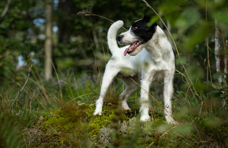 Parson russell terrier Parson russell terrier er ofte premiert på hiprøver i Norge.