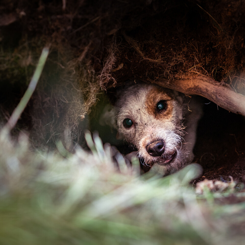 Våre hjelpere under jorden