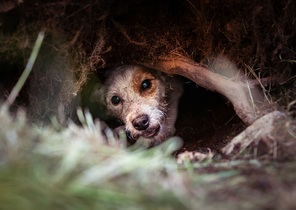 Hvilken terrierrase er best for din jakt? Du finner svar i vår terrierguide. En parson russell terrier på vei ut av et revehi.