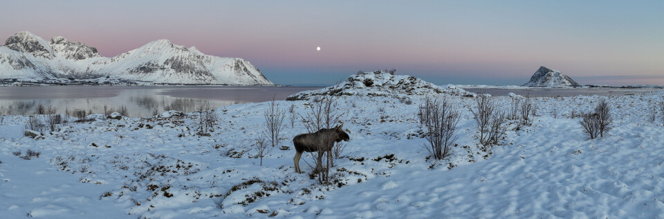 Magisk lys, mager kost. Vinteren er som en lang slankekur for elgen. Den er avhengig av gode fett- reserver den kan tære på. Menyen består i stor grad av kvist og bark fra lauvtrær. I dette bilde ser vi elgen vandre rundt i snøen, bilde er tatt i en av de første frostnettene i Lofoten.