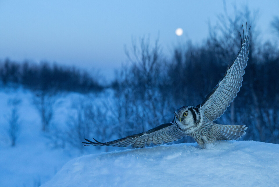 I blåtimen har musa liten sjanse mot haukuglas skarpe blikk og treffsikre klør. Her ser vi en haukugle som jakter mus i frostnatten. En fugleart med sylskarpe klør som er ekstremt treffsikker.
