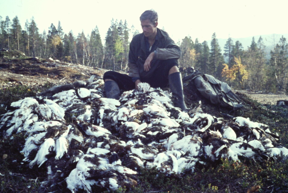 Siste halvdel av 1960 tallet står som de beste rypeårene vi har hatt siden krigen. Her fra Dividalen høsten 1967, hvor to jegere uten hund skjøt ca. 300 ryper på en uke. Her fra Dividalen høsten 1967, hvor to jegere uten hund skjøt ca. 300 ryper på en uke.