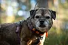 Eldre border terrier.