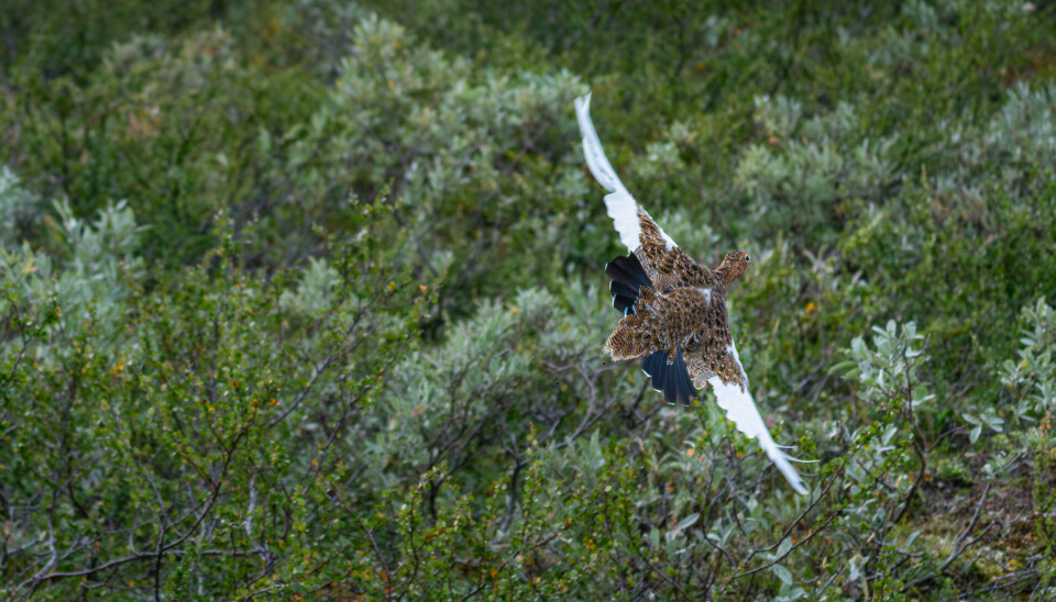 Landbruksdirektoratet har gitt selskapet NaCL oppdraget med å tilby opplæring av jegerprøveinstruktører de neste årene.