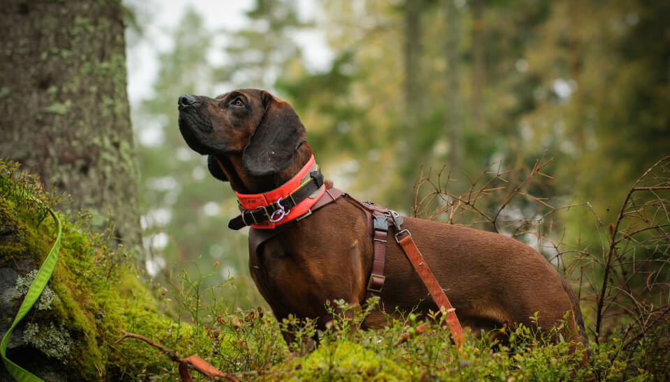Hannoveransk viltsporhund Hannoveransk viltsporhund.