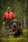 Ettersøksjeger i bakgrunnen med en hannoveransk viltsporhund i forgrunnen.