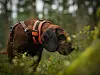 Hannoveransk viltsporhund som sporer.