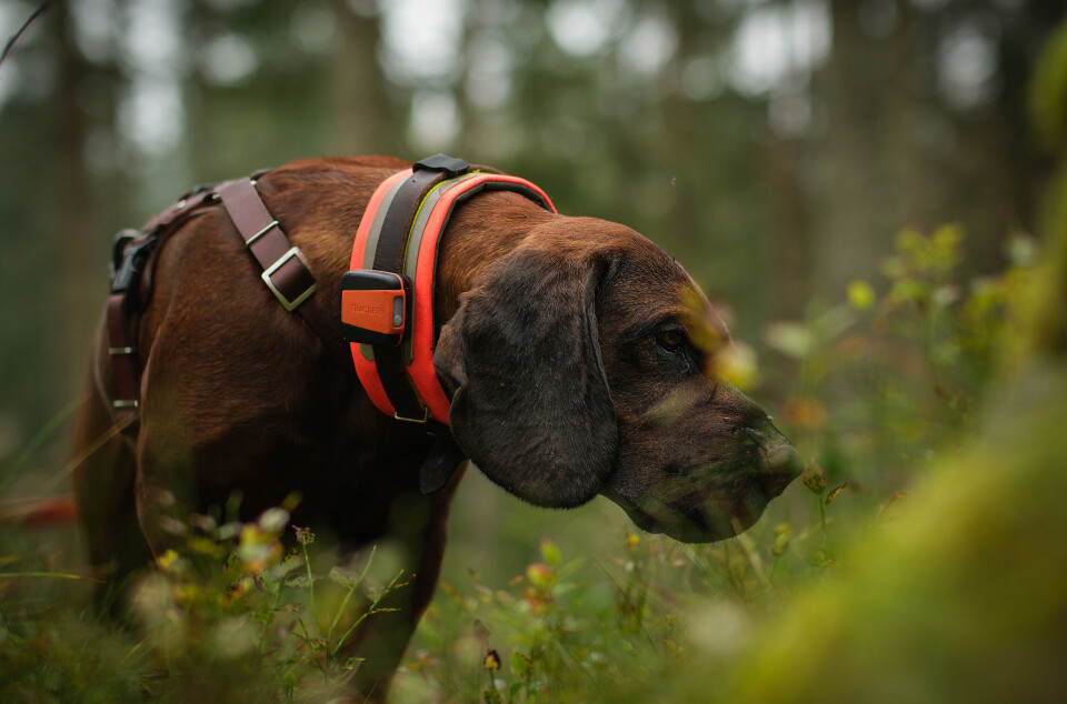 Hannoveransk viltsporhund som sporer.