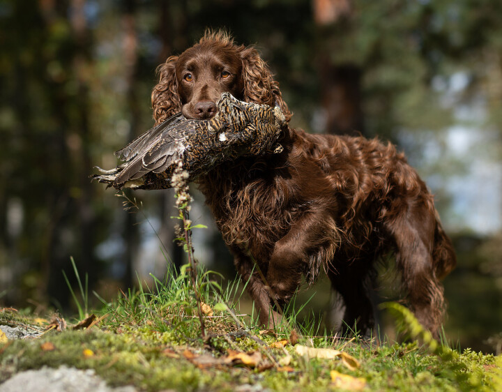 Cocker spaniel Jaktcockeren er en liten og effektiv støtende fuglehund.