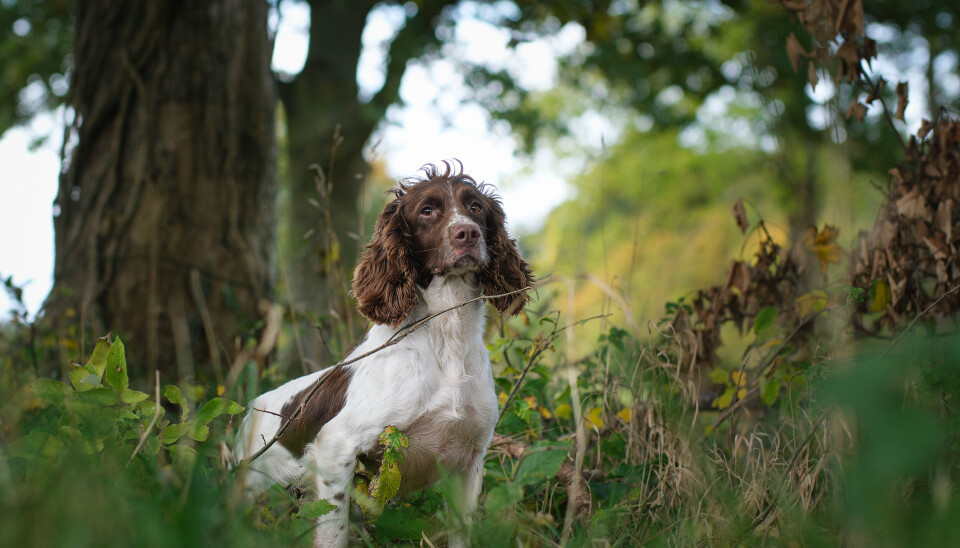 Engelsk springer spaniel Jaktspringer.