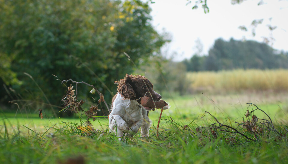 Engelsk springer spaniel