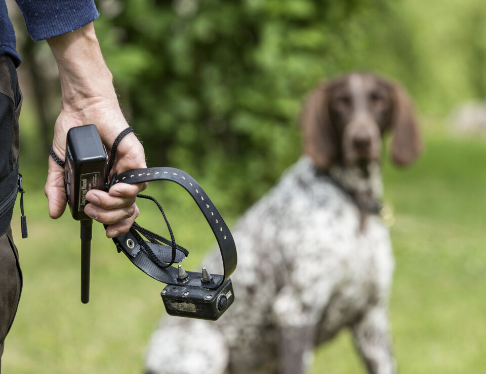 Klikk deg inn på aversjonsbevis.no, så finner du den nye digitale løsningen for aversjonsdressur – inkludert brukerveiledning. En mann går mot en sittende korthåret vorsteher. I hånden holder mannen et strømhalsbånd og en fjernkontroll.