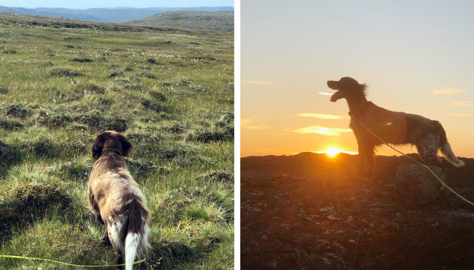 Aubree i full vigør.