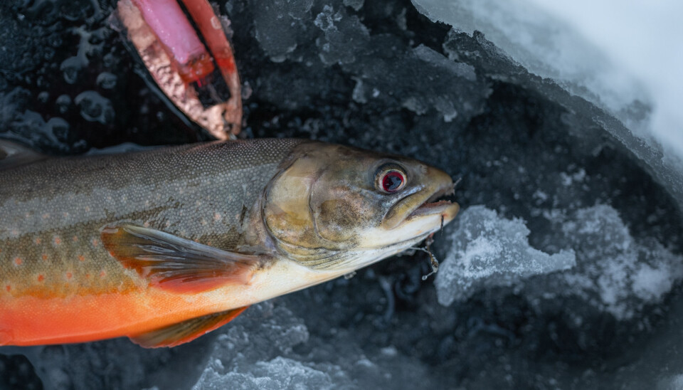 Hvordan starte med isfiske
