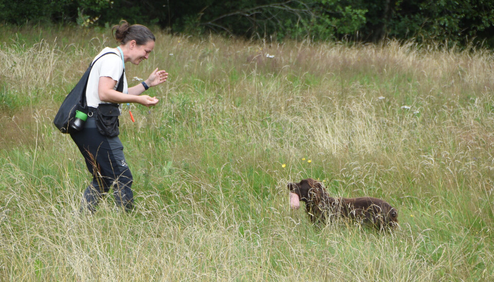 Fagkonsulent Anniken Bøckmann i NJFF Østfold håper flere av forbundets dressurinstruktører benytter tilbudet om gratis observatørplass for å få en bredere forståelse for hundetrening.