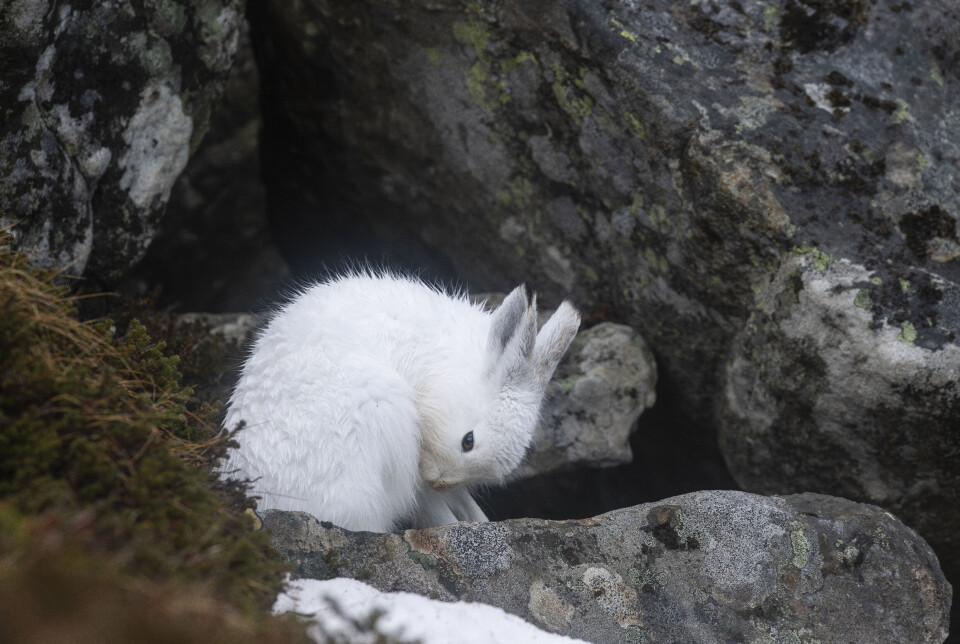 Etter at tarmgrøten er fortært, er det tid for iherdig vask. Etter at tarmgrøten er fortært, er det tid for iherdig vask. Her ser vi haren vaske seg.