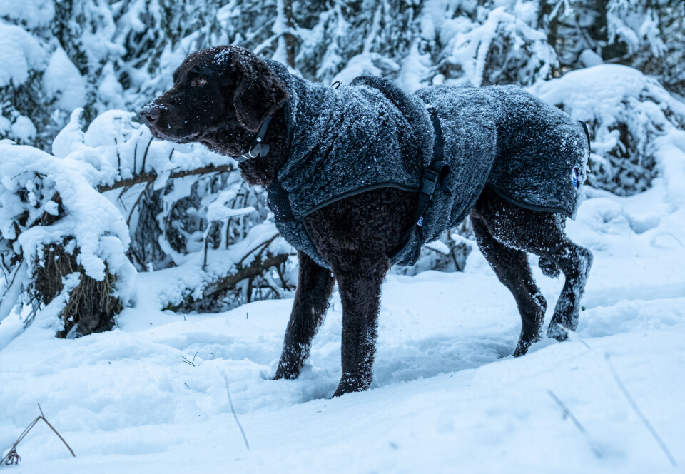 Holder hunden varm