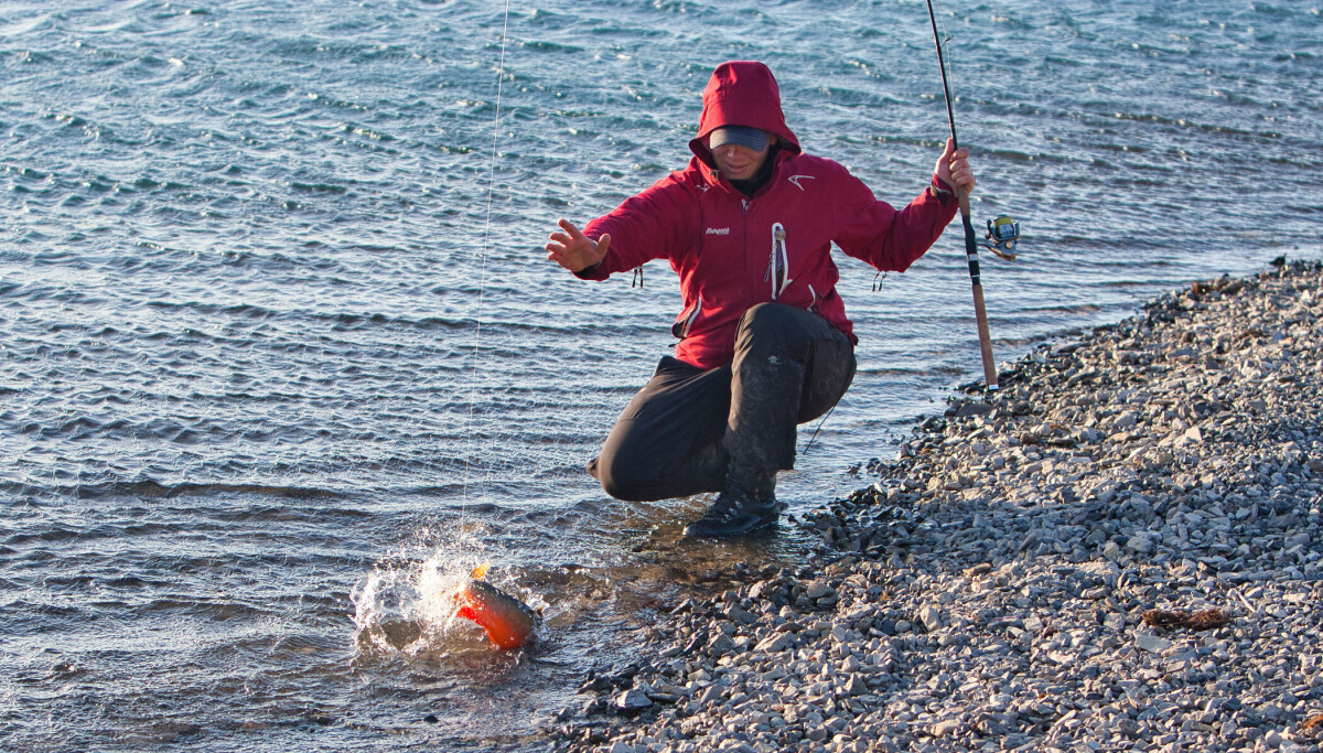 Fiske røye på Svalbard